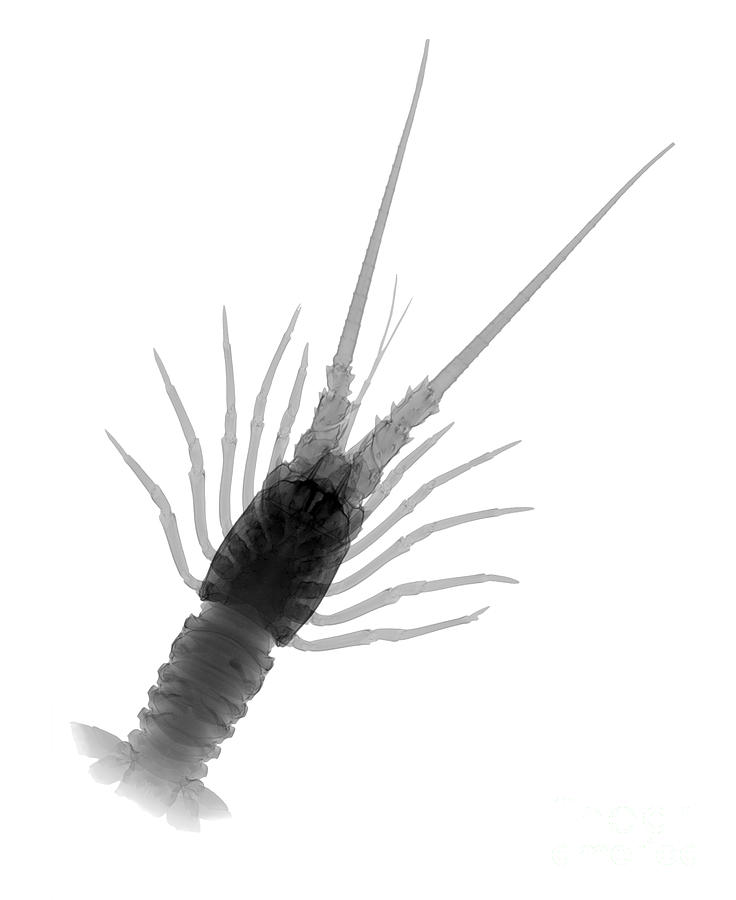 Florida Spiny Lobster X-ray #2 Photograph by Ted Kinsman