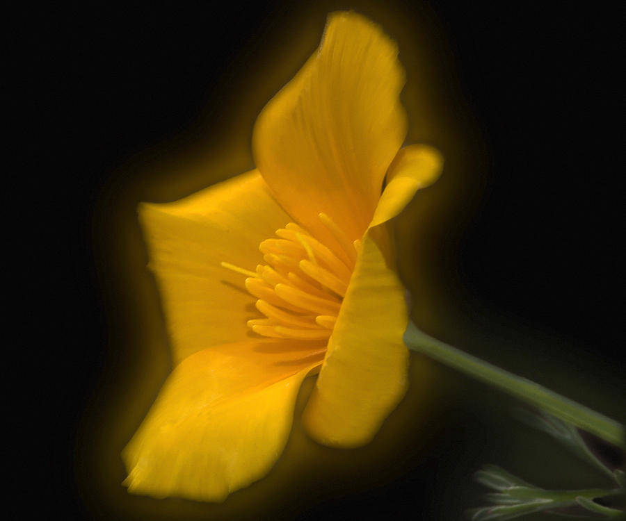 Flower Photograph