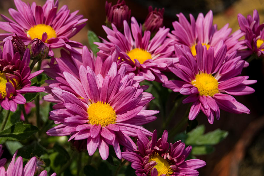 Flower Photograph by Dipak C Shelare - Fine Art America