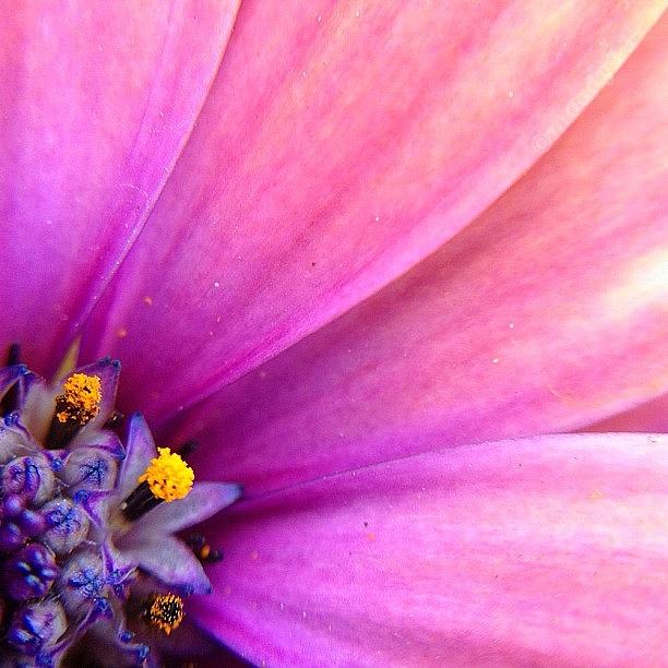 Flower For The #macro_power_hour #2 Photograph by Rebekah Moody