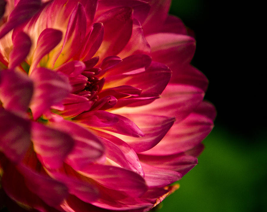 Flowers Still Life Photograph - Flower by Milan Kalkan Flowers Still Life Photograph - Flower by Milan Kalkan