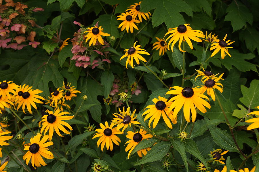 Daisy Photograph - Flowers by Megan Cohen Daisy Photograph - Flowers by Megan Cohen
