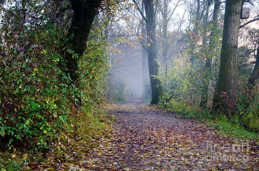Tree Photograph - Foggy road #2 by Mats Silvan