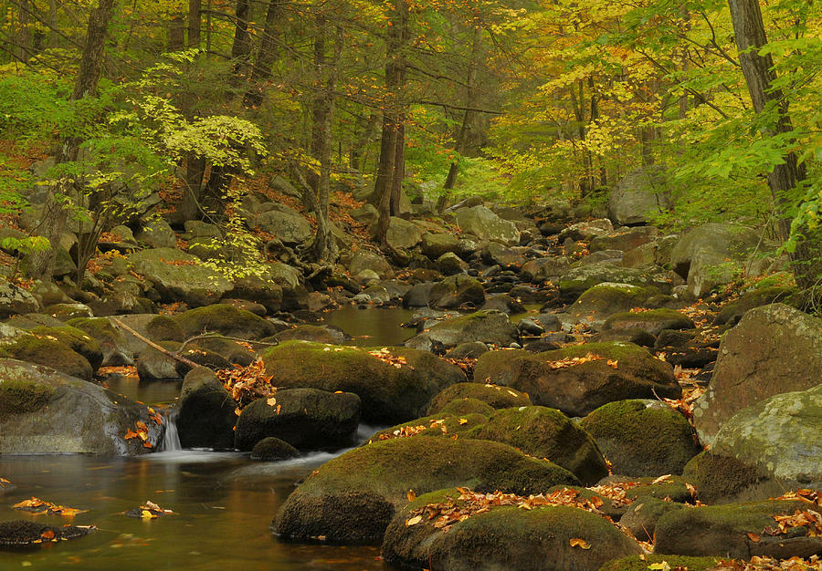 Forest Stream In Autumn #1 Photograph by Stephen Vecchiotti