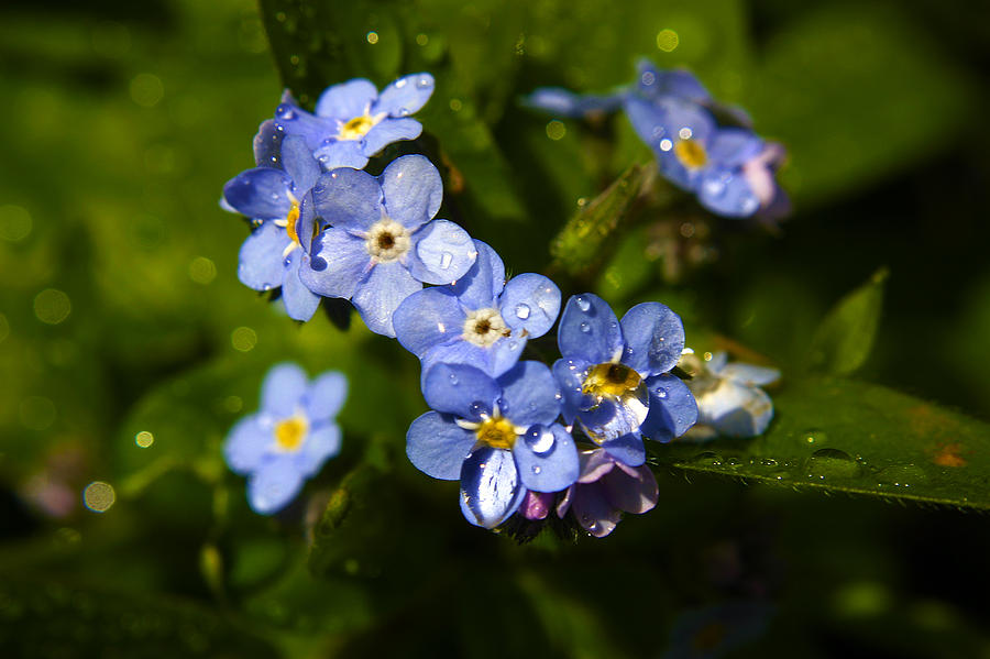 Forget Me Not Photograph by PIXELS  XPOSED Ralph A Ledergerber Photography