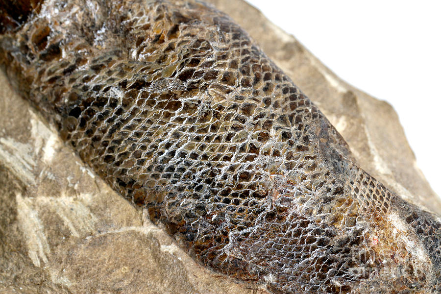 Fossilized Fish #2 Photograph by Photo Researchers