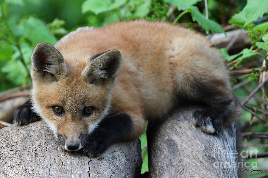 Fox #2 Photograph by Steve Javorsky
