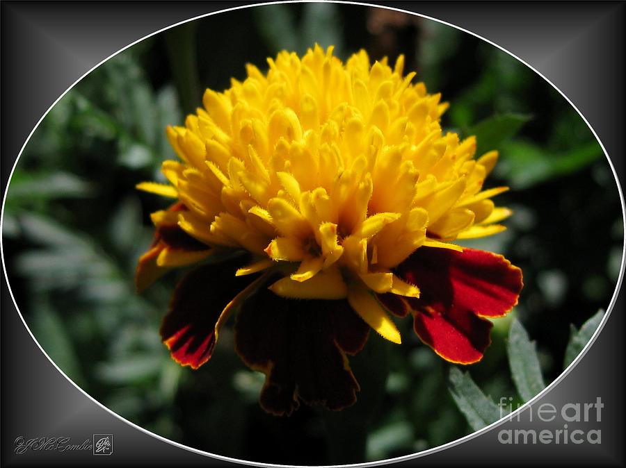 French Marigold named Solan #2 Photograph by J McCombie