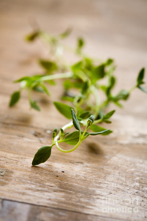 Fresh thyme #2 Photograph by Kati Finell
