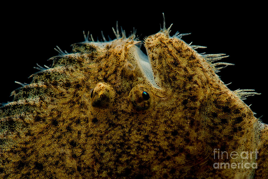 Freshwater Flounder #2 Photograph by Dant Fenolio