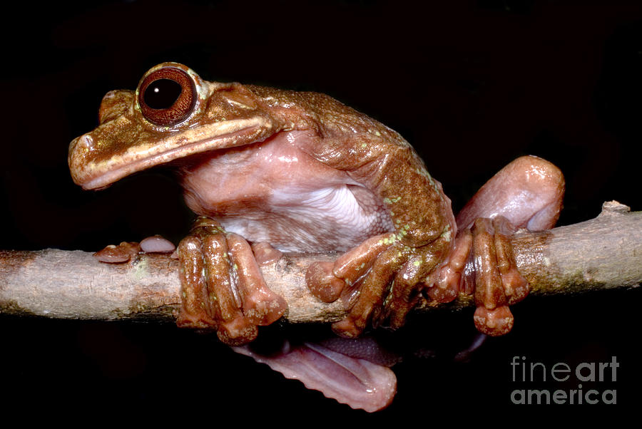 Fringe Limb Tree Frog #2 Photograph by Dante Fenolio