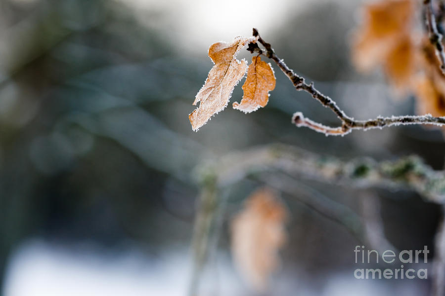 Frosty leaf #2 Photograph by Kati Finell
