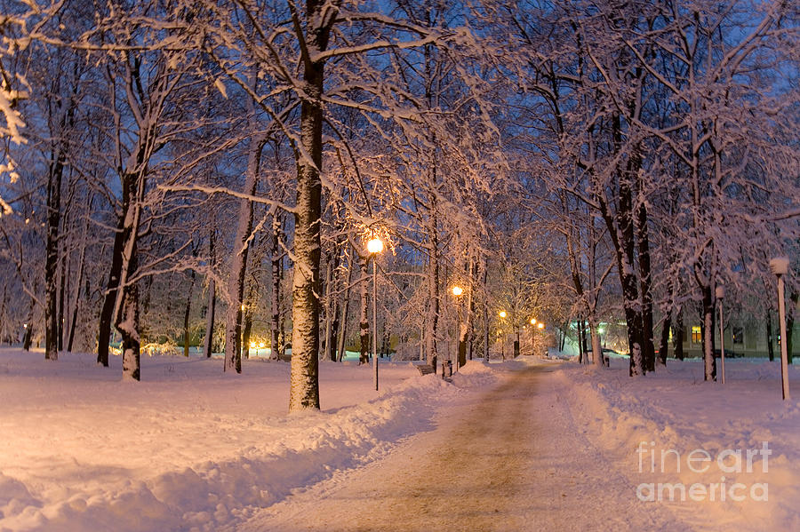 Frozen Path Through Trees Photograph by Jaak Nilson - Fine Art America