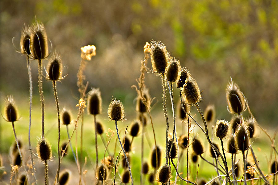 Fuzzy Weeds Photograph