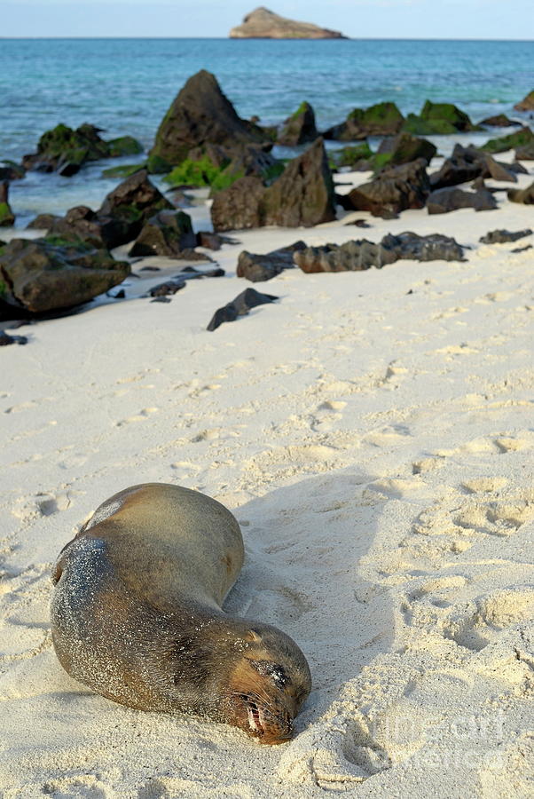 Nature Photograph - Galapagos Sea lion sleeping on beach #2 by Sami Sarkis