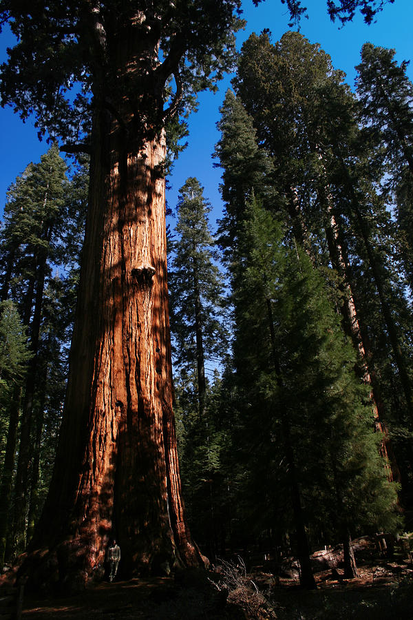 General Sherman Sequoia National Park #2 Photograph by Benjamin Dahl