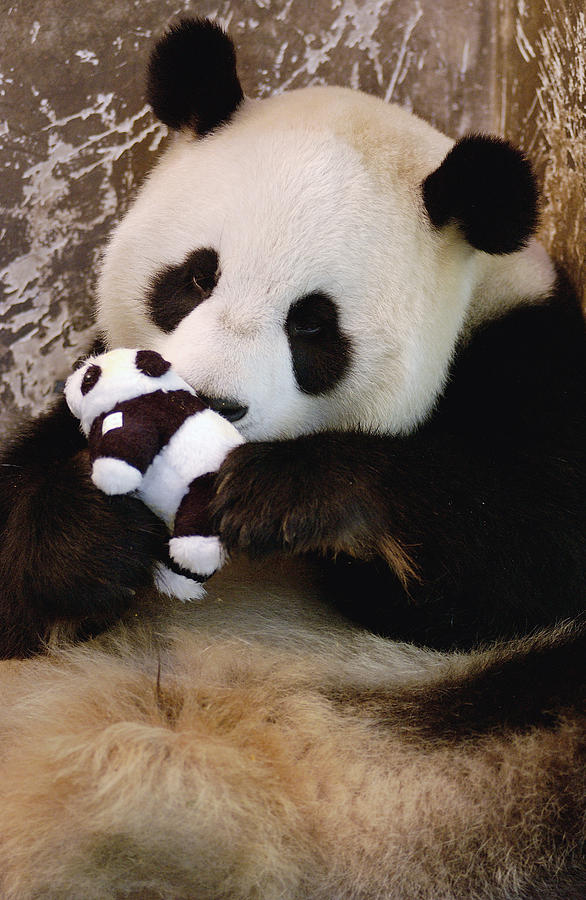 Giant Panda Ailuropoda Melanoleuca #2 Photograph by Katherine Feng