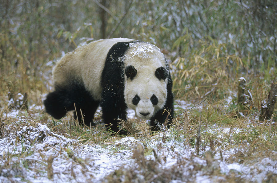 Giant Panda Ailuropoda Melanoleuca Photograph by Konrad Wothe