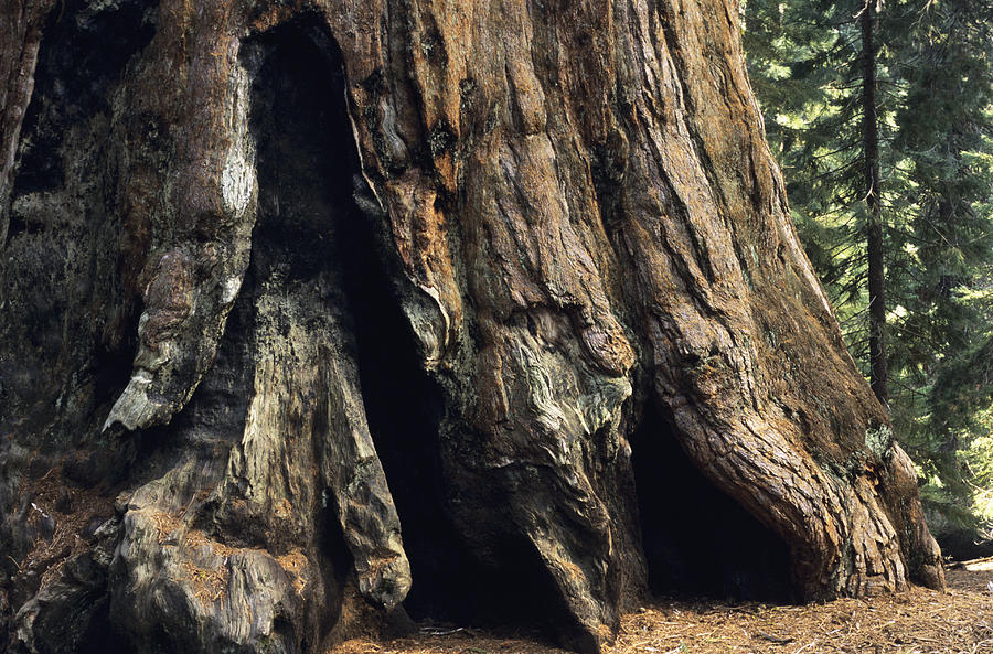 Giant Sequoia #2 Photograph by Alan Sirulnikoff