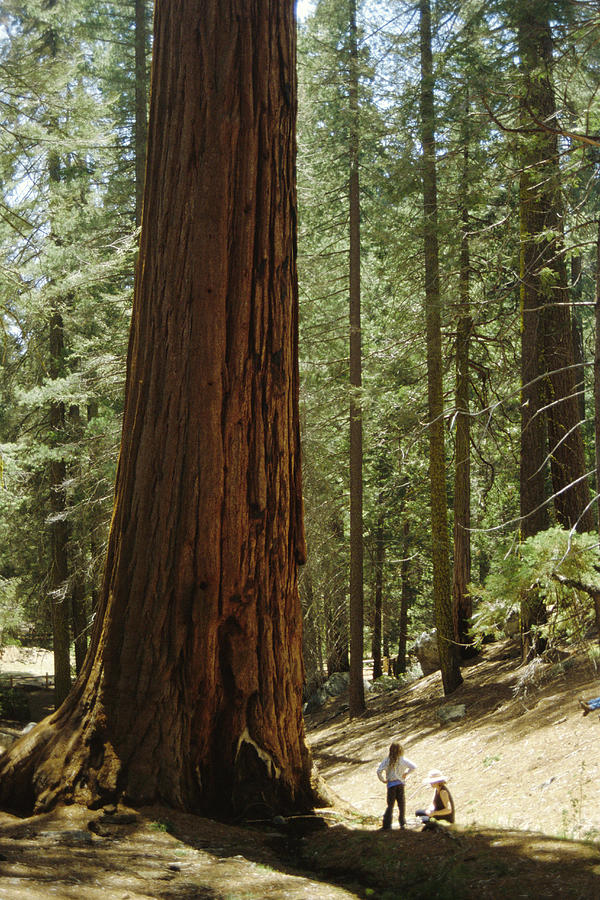 Giant Sequoia #2 Photograph by Diccon Alexander