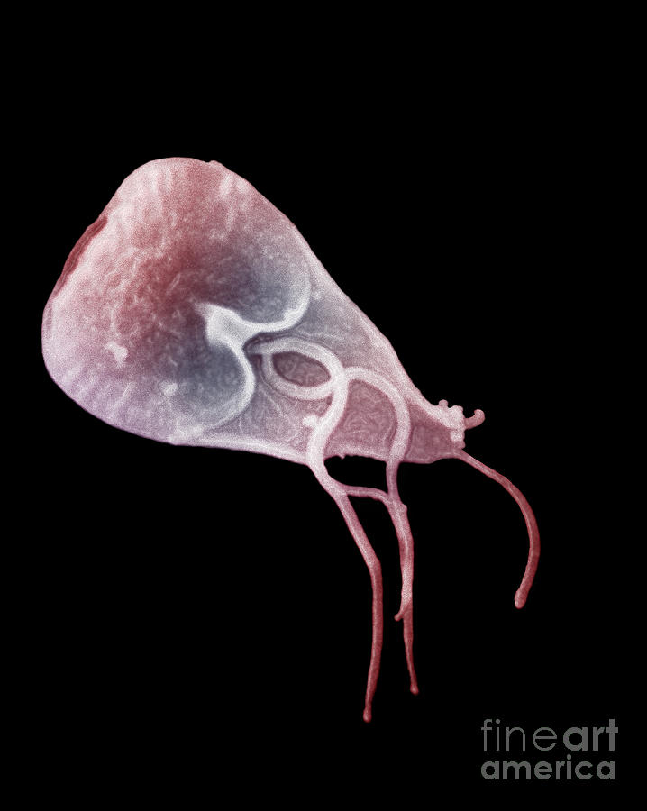 Flagella Photograph - Giardia Lamblia #5 by Science Source