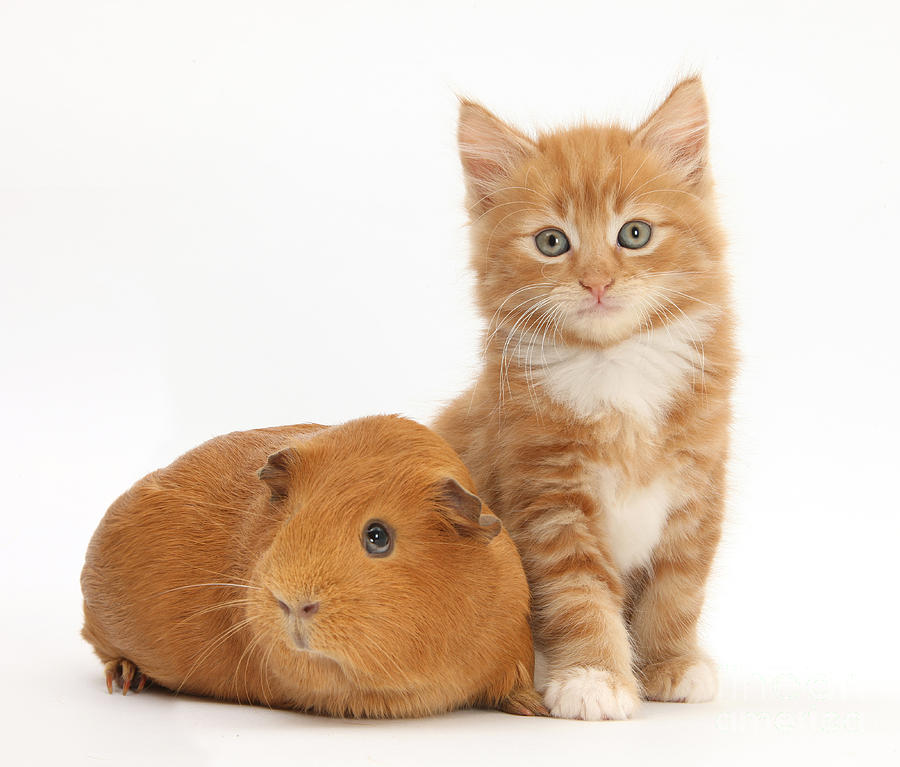 Ginger Kitten And Guinea Pig #2  by Mark Taylor
