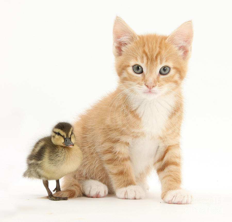Nature Photograph - Ginger Kitten And Mallard Duckling #2 by Mark Taylor