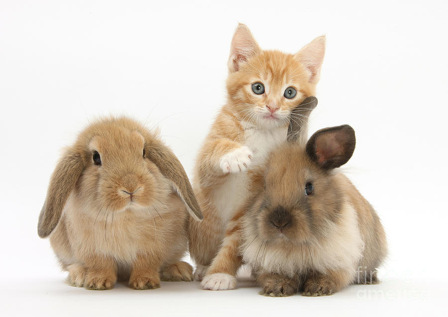 Nature Photograph - Ginger Kitten And Young Lionhead-lop #2 by Mark Taylor