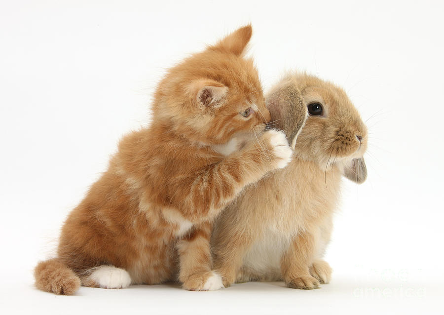 Ginger Kitten And Young Sandy Lop Rabbit #2  by Mark Taylor