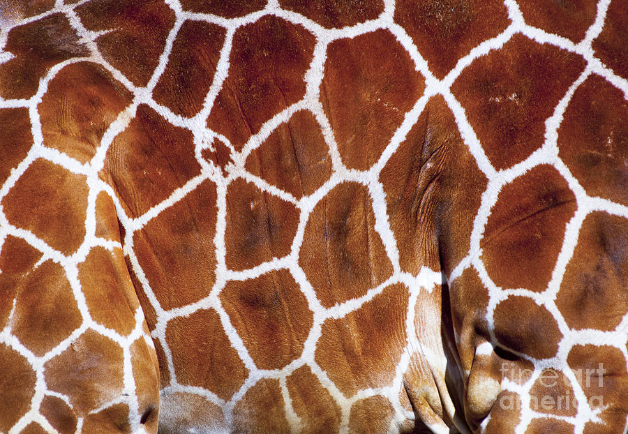 Animal Photograph - Giraffe #2 by Andrew  Michael
