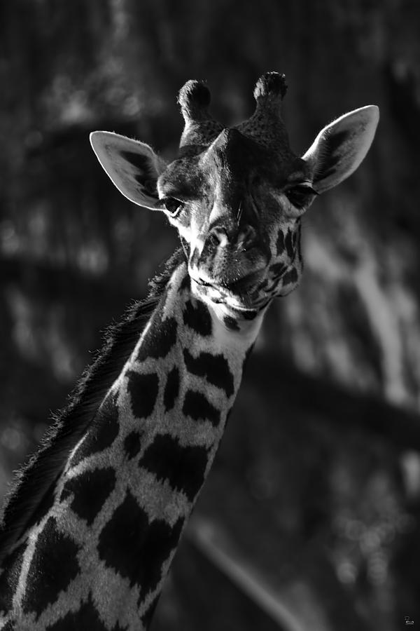 Giraffe #2 Photograph by Jason Blalock