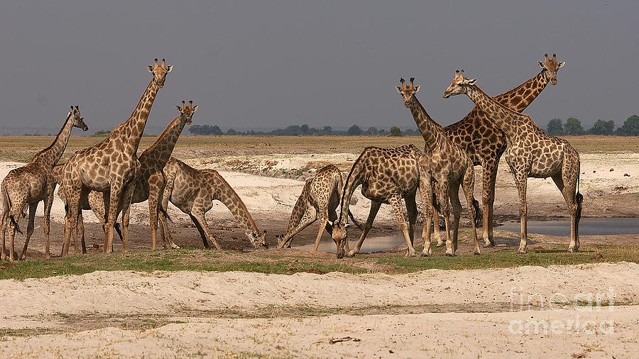 Giraffes #2 Photograph by Mareko Marciniak