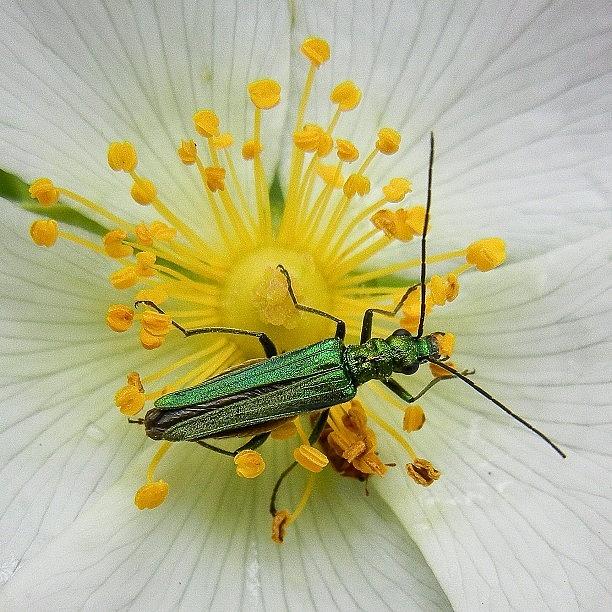 Nature Photograph - #gmy #nature #animal #bug #beautiful #2 by Tanya Sperling