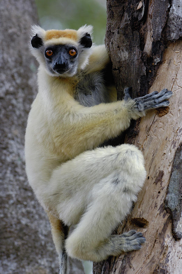 Golden-crowned Sifaka Propithecus #2 Photograph by Pete Oxford