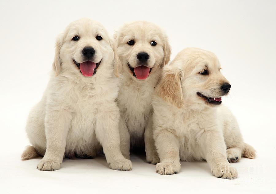 Animal Photograph - Golden Retriever Puppies #2 by Jane Burton