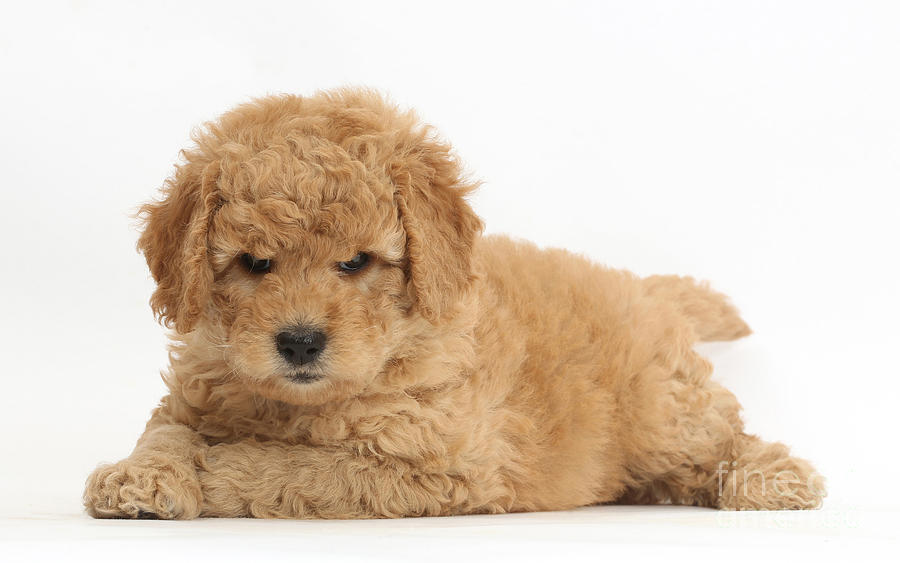 Animal Photograph - Goldendoodle Puppies #2 by Mark Taylor