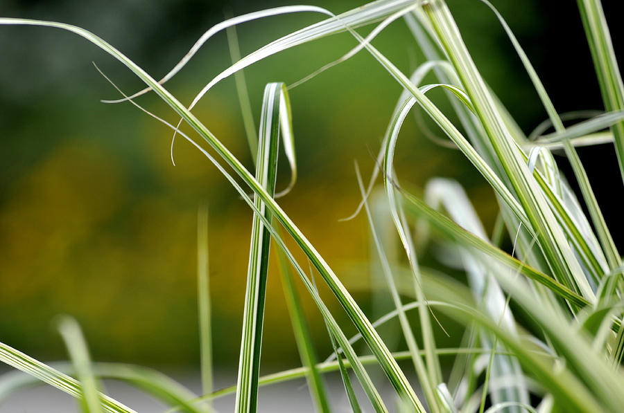 Grass #2 Photograph by Douglas Pike
