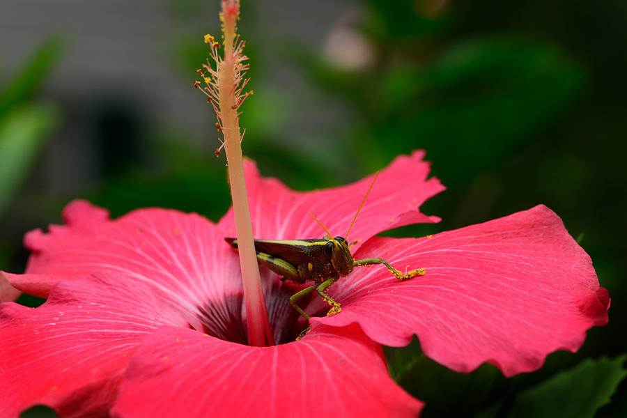 Grasshopper Photograph - Grasshopper on Flower #2 by Bourbon  Street