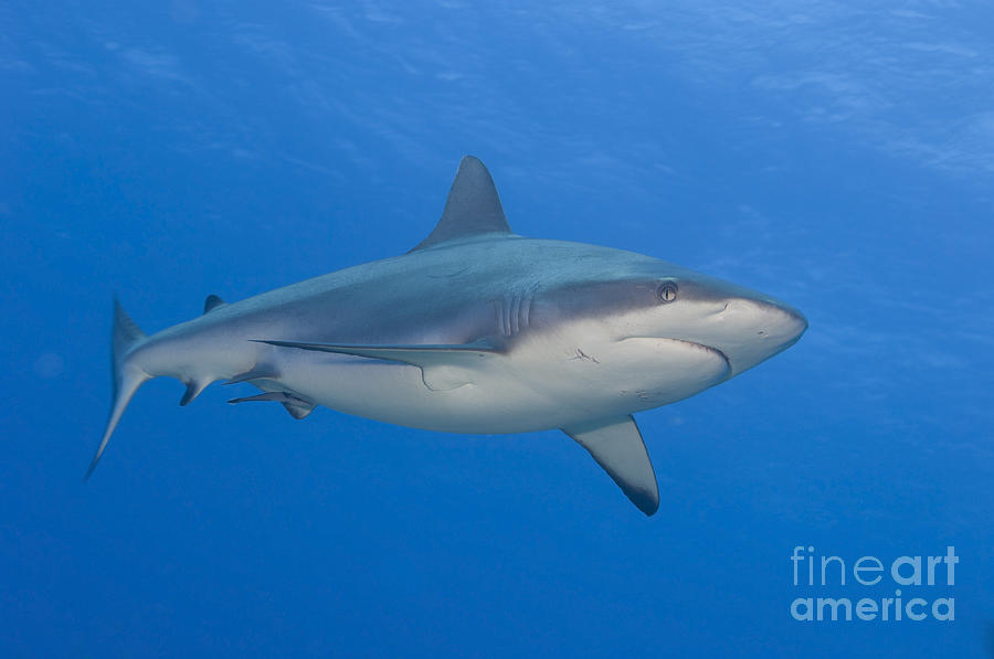 Gray Reef Shark. Papua New Guinea #2 Photograph by Steve Jones