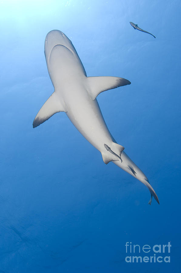 Fish Photograph - Gray Reef Shark With Remora, Papua New #2 by Steve Jones
