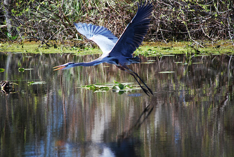Great  Blue Heron #2 Photograph by Bill Hosford