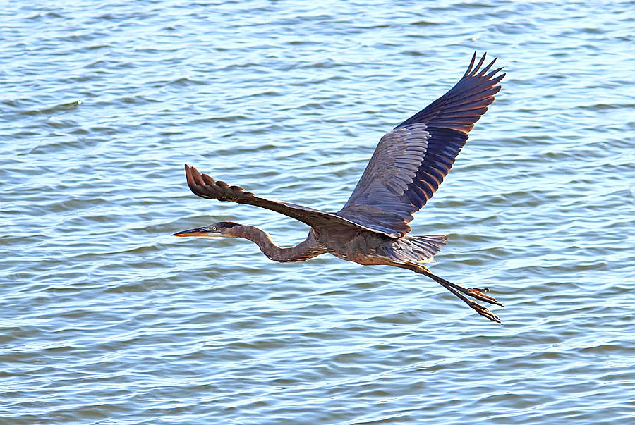 Great Blue Heron #2 Photograph by Brian Wright