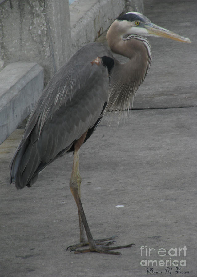 Great Blue Heron #2 Photograph by Donna Brown
