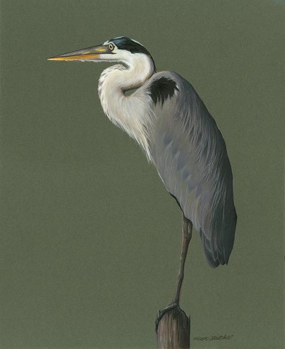 Great Blue Heron Drawing by Heather Mitchell