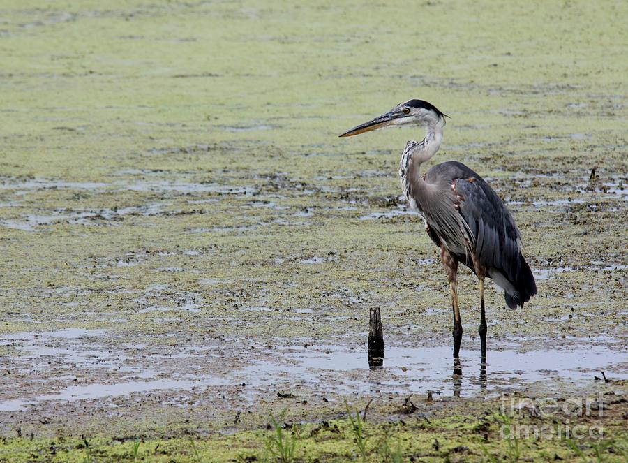 Great Blue Heron #2 Photograph by Jack R Brock