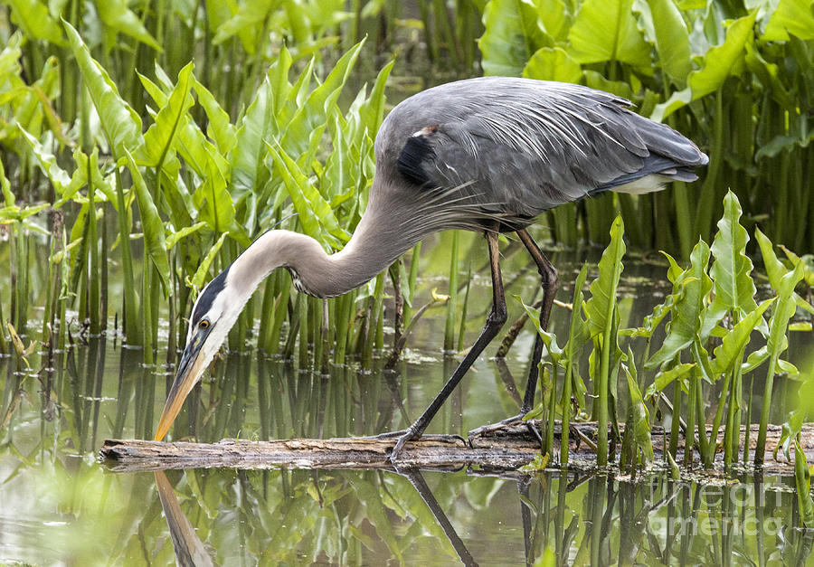 Great Blue Heron Series 7 Photograph by Jeannette Hunt