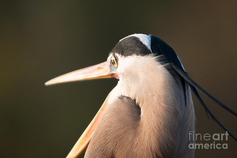 Great Blue Heron Photograph - Great Blue Heron by Michael McStamp Great Blue Heron Photograph - Great Blue Heron by Michael McStamp