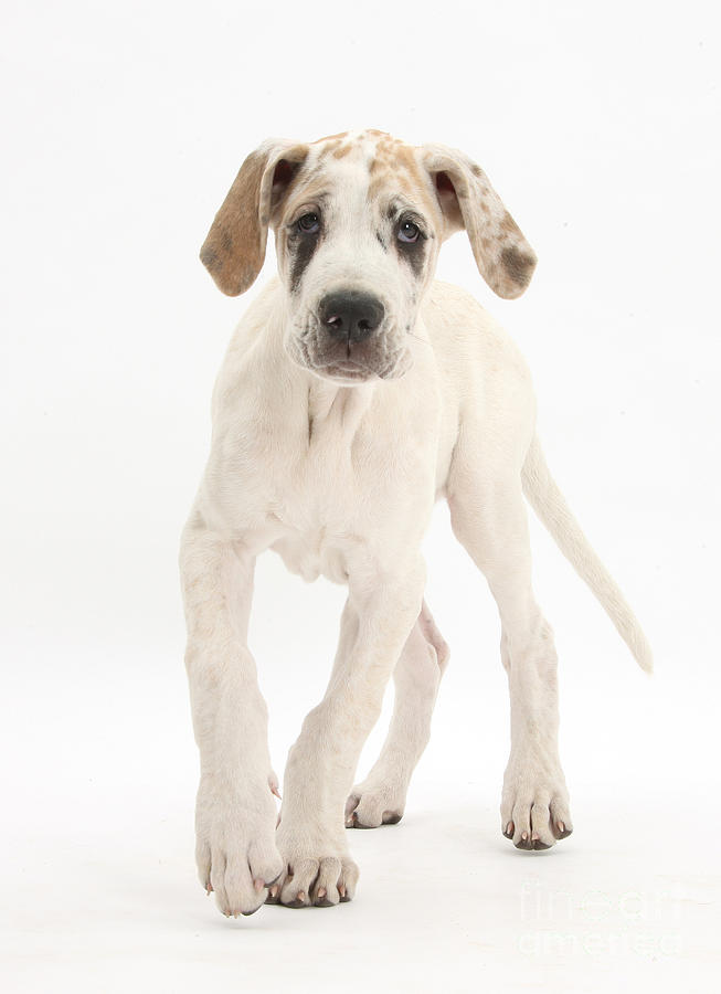 Great Dane Pup #2 Photograph by Mark Taylor