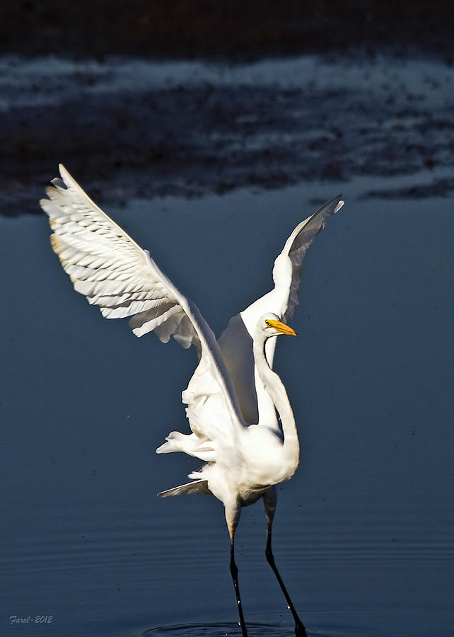 Great Egret #2 Photograph by Farol Tomson