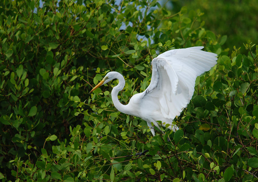 Great egret #2 Photograph by Perry Van Munster